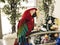 Parrot colorful flapping eyes