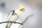 Parrot Corella on a branch