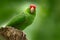 Parrot from Costa Rica. Parakket in habitat. Crimson-fronted Parakeet, Aratinga funschi, portrait of light green parrot with red h