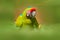 Parrot from Costa Rica. Wild parrot bird, green parrot Great-green Macaw, Ara ambigua. Wild rare bird in the nature habitat. Green