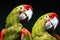 Parrot Couple