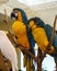 Parrot couple