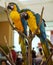 Parrot couple