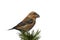 Parrot crossbill Loxia pytyopsittacus