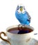 Parrot and cup with tea