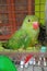 Parrot cute and pretty lovely