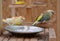 Parrot drinks water from a metal bowl