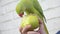 Parrot Eating Apple, Alexandrine Parakeet Bird Eats Fruits, Child, Kid Feeding her Pet, Girl Playing with Indian Ring-Necked