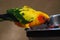 A Parrot Eating Lunch