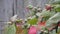 Parrot eating terminalia catappa while perching on a tree.(Selective focus)