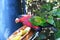 Parrot eats bird colors animal