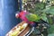 Parrot eats bird colors animal