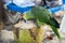 A Parrot eats fresh coconut
