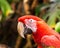 Parrot Exotic birds and animals in wildlife in natural setting