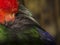 Parrot feathers. Green and red feathers of a bird