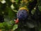 A parrot feeding from flower