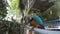 A parrot feeding with seeds