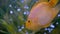 Parrot fish swims in the aquarium