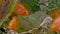 Parrot fish swims in the aquarium