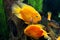 Parrot fishes in aquarium