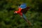 Parrot flight. Red parrot in rain. Macaw parrot fly in dark green vegetation. Scarlet Macaw, Ara macao, in tropical forest, Costa