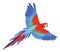 Parrot in flight. Vector illustration.