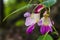 Parrot flower at Doi Luang Chiang Dao mountain