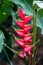 Parrot Flower -Heliconia