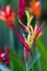 Parrot flower - heliconia