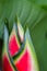 Parrot flower - heliconia