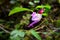 Parrot flower , Impatiens psittacina , parrot balsam
