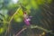 Parrot flowers or Impatiens psittacina