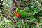 Parrot, friendly animals at the Prague Zoo.