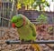 a parrot is giving pose  green red