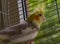 Parrot gray korella bird, pet, animal, feathers, korella, portrait, white, beak, nature
