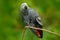 Parrot in the green forest habitat. African Grey Parrot, Psittacus erithacus, sitting on branch, Kongo, Africa. Wildlife scene fro