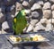 Parrot green lory bird nest beak claws