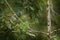 Parrot in green tree. Bird White-crowned Pionus, Pionus senilis in Costa Rica. Forest habitat, bird sitting on the tree. Animal in