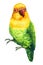 Parrot, green and yellow bird on an isolated white background, watercolor illustration, hand drawing