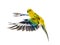 Parrot haematonotus psephotus