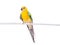 Parrot haematonotus psephotus