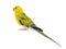 Parrot haematonotus psephotus isolated