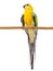Parrot haematonotus psephotus isolated