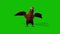 Parrot Happy On Green Screen,Animals 3D Rendering Animation.