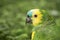 Parrot head close up.