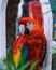 Parrot on Hilton Head Island, SC
