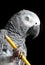 Parrot Holding Pencil