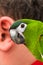 Parrot and the human ear