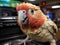 Parrot imitates news reporter with mic and TV