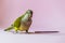A  parrot kalita stands next to a grain and a pen on a pink background and looks attentively at the camera.